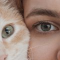 猫の『視覚』に関する知識5つ　視力や色の見え方や人との違いも解説