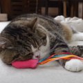 クッションをふみふみする猫→飼い主さんが『目をそらす』と…絶対に見てい…