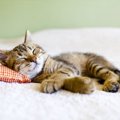 猫の熟睡する時間が短い理由