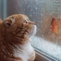 天気によって変わる猫ちゃんの気持ち