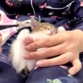 寝ている間に切っちゃおう！子猫ちゃん初めての爪切り♡