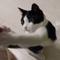 猫ちゃんのこだわり？お気に入りのオモチャはお気に入りの場所へ♪