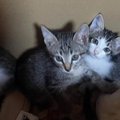 台風の日に寄ったコンビニで『今にも消えそうな猫の声』→確認したらゴミ袋…
