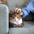 猫が飼い主の『大切な人に塩対応』を取る理由3つ　距離を縮めてもらう方法…