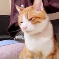 『ウトウト…』眠気と必死に戦う猫ちゃんにご注目