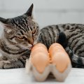 猫が食べると命に関わる『生の食べ物』5選　引き起こす症状や誤食時の対処法