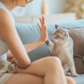 猫を『しつける』にはどうすればいいの？上手なトレーニングのコツや…