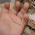 赤ちゃんの手に『自ら近づいて行った猫』…『まさかの行動』に３万いい…