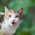 猫にまつわる『ラッキーを呼ぶジンクス』5選　実際に起きたら、いいこ…