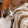 猫が飼い主に向かって鳴くのはなぜ？5つの意味