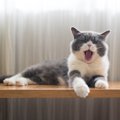 猫も『睡眠不足』には要注意！猫の眠りを妨げる4つの原因と起こり得る…