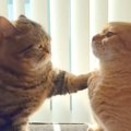 仲良く並ぶ２匹の兄弟ネコ→突然ケンカを始めたかと思いきや…『微笑ま…