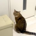 猫が扉の前で『外に出たいアピール』→暑いので断った結果…『まるで人間の…
