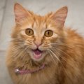 猫と会話出来るかも！？マスターしたい猫語9選