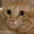 大きな雷の音が怖くて『ドアの隙間で固まる元野良猫』→動き出したと思…