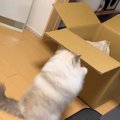 大きなダンボール箱に歓喜した猫→入ろうとジャンプしたら…『衝撃の瞬間』…