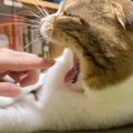 猫があくびをした瞬間に『指を入れてみた』結果…完全に予想外すぎる『驚き…