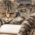 猫に苦痛を与える飼い主の『やりすぎ行動』5つ