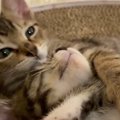 爪とぎの上でくつろぐ『2匹の子猫』を撮っていると…予想外の『とんでもな…