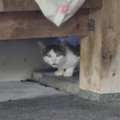 『捨てられた子猫』を保護して１年…驚くべき変化に涙が止まらないと5…