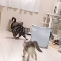 『子猫にカッコ悪いところは見せられない！？』マウントをとるため能…