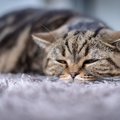 猫に悪影響を及ぼすことも！今すぐ改善すべき『飼い主のNG習慣』5つ