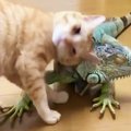 悶絶！種を越えてラブラブなイグアナと猫のコンビが可愛いと話題