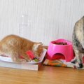 『食いしん坊な子猫』が母猫のごはんを見つけて…まさかの『可愛すぎる…