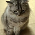 猫がしょんぼりしている時にする７つの仕草