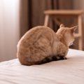 愛猫の心を深く傷つける『飼い主の最低行為』3選　あなたは無自覚でも…
