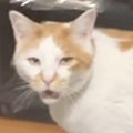 長く鳴いていた猫→鳴き終わった瞬間に『家族みんなで褒めてみた』結果…ま…