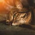 猫は家族を失ったら「悲しい」と感じる？気持ちが読み取れる4つの行動