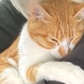『今日は涼しいから特別だニャ』夏が始まる前、ネコが飼い主に…とんで…