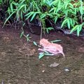 用水路に落ちていた『生後2日ほどの赤ちゃん猫』を保護→1か月が経つと…