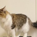 空気清浄機の上で固まる猫さんの『解せぬ』感が癖になる面白さ♡