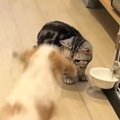 大好きな猫を見つけた犬が『勢いよく突進』した結果…尊すぎる光景が30…