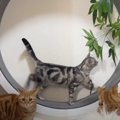 真夜中のトレーニング！キャットホイールを習得しちゃった猫ちゃん♡