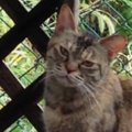 『庭先に通うようになった野良猫』を保護→半年が経つと…心温まる『変…