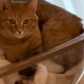 小さなボウルの中に2匹の猫→下にいる猫の『顔』を見てみたら…まさかの光景…