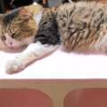 大きな猫ちゃんが子猫に見える！？特大サイズの発泡ブロックに乗っか…