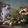 強い体作りをサポート！猫の『免疫力を上げる』3つの食材　どのように…