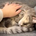 体を丸めて気持ちよさそうに眠る猫→飼い主が優しく『撫でる』と…可愛…