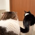 親子猫に見送られたママ→こっそり戻って『クローゼットに隠れてみた』…
