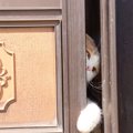 猫の『賢さ』にビックリさせられる瞬間5選　生きるために身につけた、…