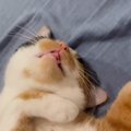 眠りながら『むにゃむにゃ』と口を動かす猫→飼い主さんが笑ったら…『…