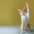猫が前足で『チョイチョイ』してくる3つの理由　仕草に込められた意味や気…