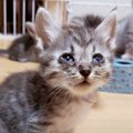 ボロボロの子猫が大変身…『にこ園長』の猫生物語に感動