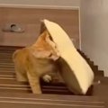 上の階までクッションを運ぼうとする『茶トラ猫』→ゴール直前で……切なすぎ…