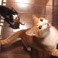 大きな声で鳴いて『おやつをおねだりする猫たち』→8年後…尊すぎるビフ…