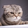 猫が『絶対に許せない』と思っている飼い主の行動８つ